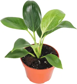 Birkin Philodendron Variegated- 4" from California Tropicals