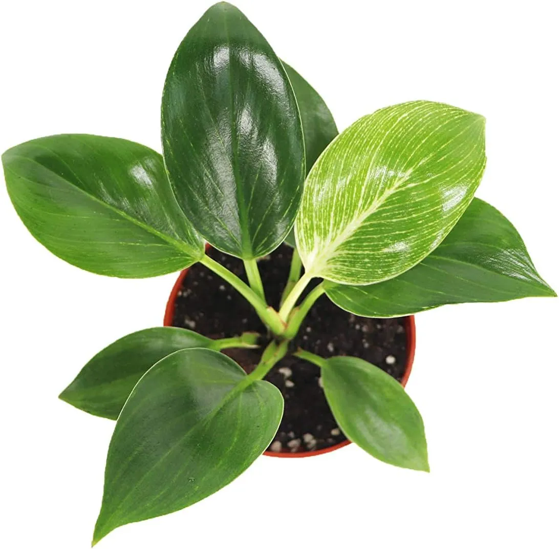 Birkin Philodendron Variegated- 4" from California Tropicals