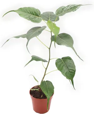 Bodhi Tree - 4'' from California Tropicals