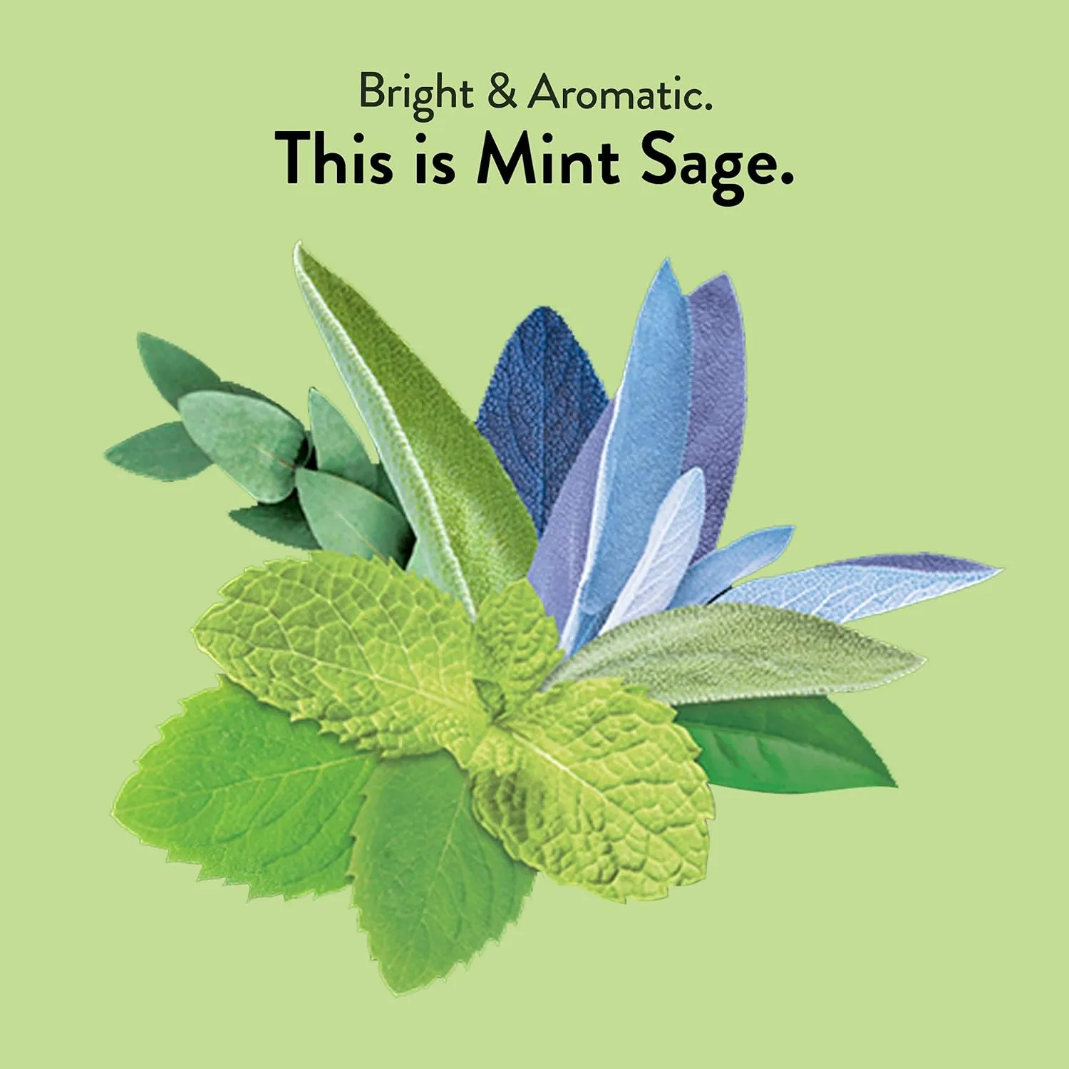 Choice Organic Mint Sage Herbal Tea, Caffeine Free, 16 Bags (Pack Of 6)